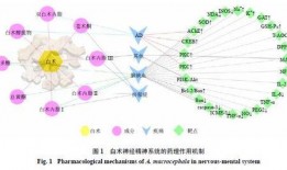 白术机制最新爆料,引领中医药现代化新篇章